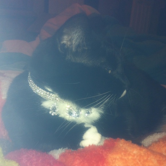 Custom Haute Couture Kitteh Collar - Picture 1 of 4