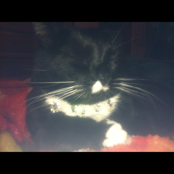 Custom Haute Couture Kitteh Collar - Picture 2 of 4