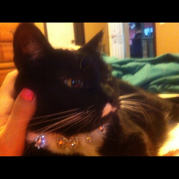 Custom Haute Couture Kitteh Collar - Picture 3 of 4