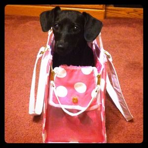 Pink and White Polka Dot Dog Carrier