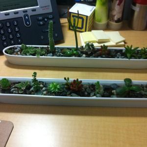 Miniature planter with varieties of cactus