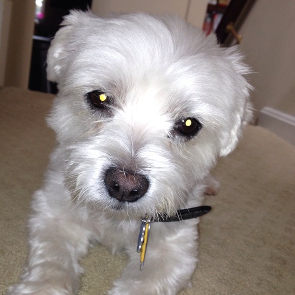 Need leash and matching collar for my Pierre!