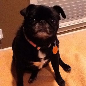 The Pug I Love!!!