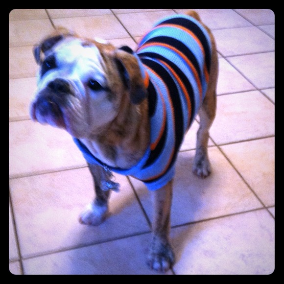 SOLD  Blue, orange & blue hooded dogie sweater.