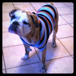 SOLD  Blue, orange & blue hooded dogie sweater.