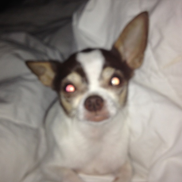 A little chihuahua