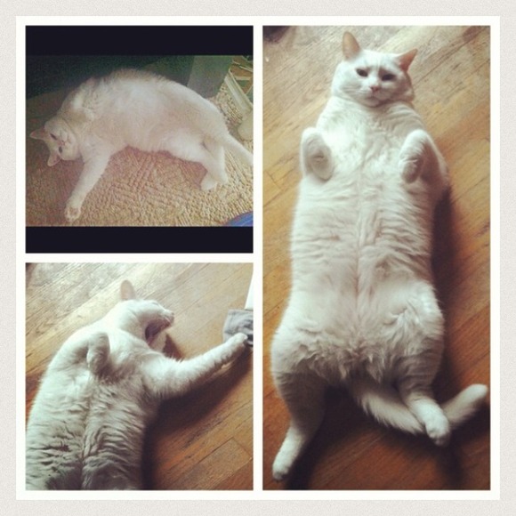 Welcome to my closet! Bubba cat welcomes you! 😻 - Picture 3 of 4