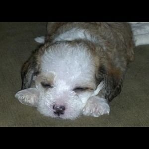 Reserve for "@ayanary" bundle