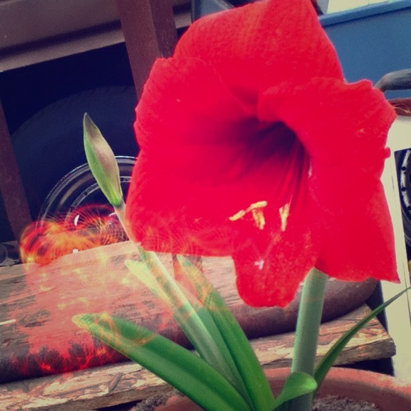 🌺Buy one get one SALE🌺