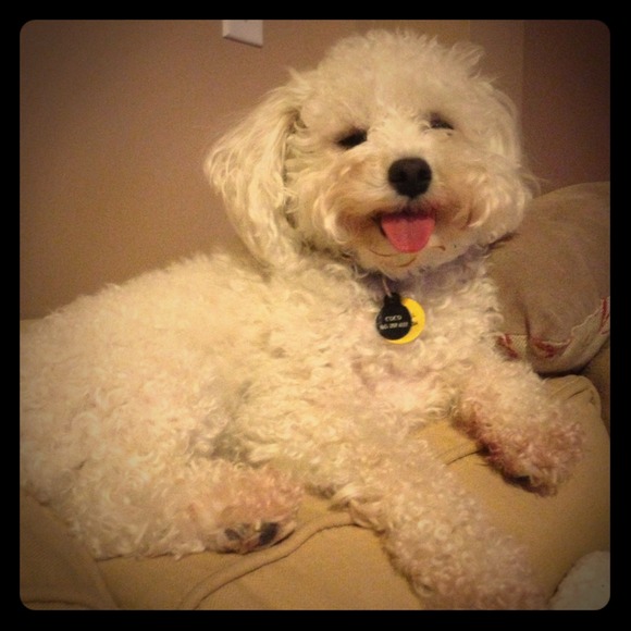 My Sweet Puppy - Coco!