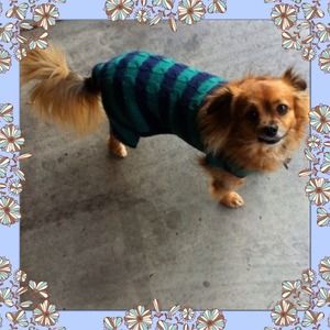 ️☔️2for$20☔️NWT 🐶 Doggie Sweater Onesies