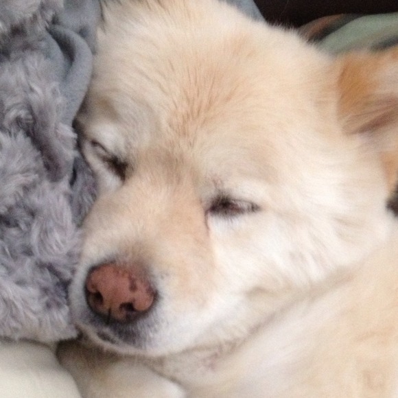 PLS READ❤Meet Phoebe! My rescue dog. Not for sale. - Picture 2 of 4