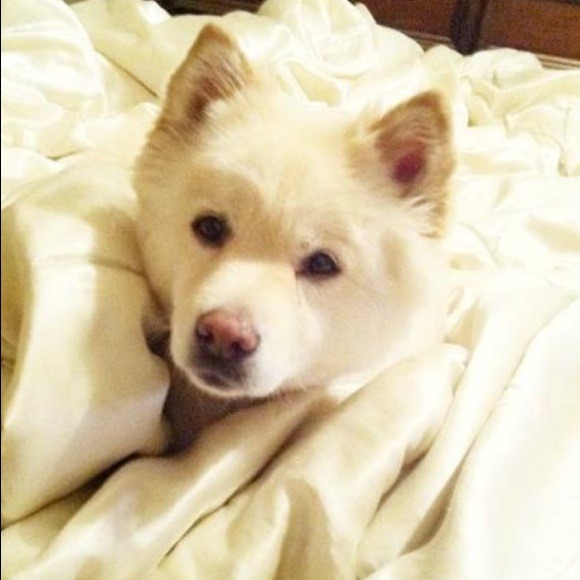 PLS READ❤Meet Phoebe! My rescue dog. Not for sale. - Picture 3 of 4