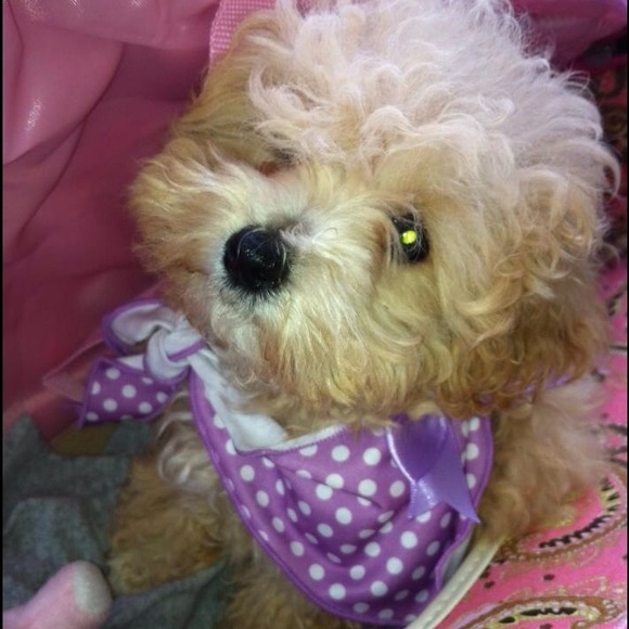 Precious Posh Puppy Partner