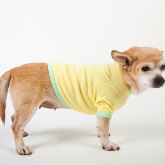 American Apparel Pet Accessories