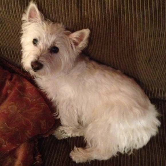 NOT FOR SALE - Picture 2 of 4