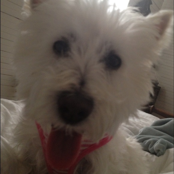 NOT FOR SALE - Picture 3 of 4