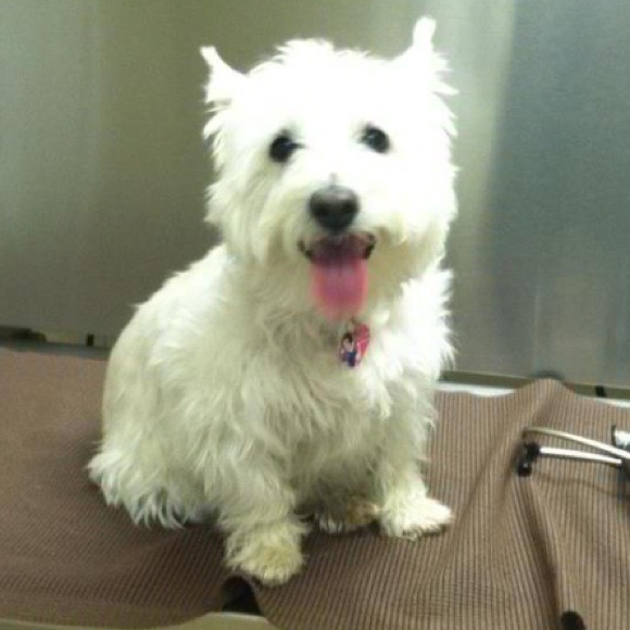 NOT FOR SALE - Picture 4 of 4