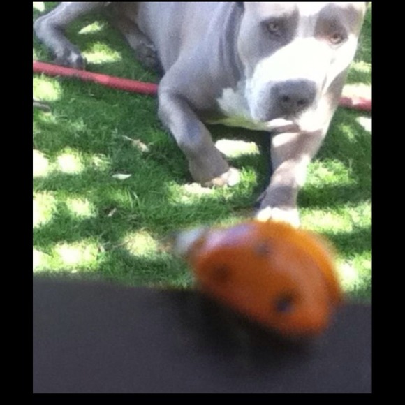 🐾Check out my mommy's closet🐾 - Picture 2 of 4