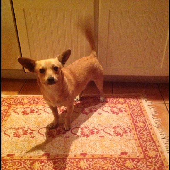 🐾Check out my mommy's closet🐾 - Picture 3 of 4