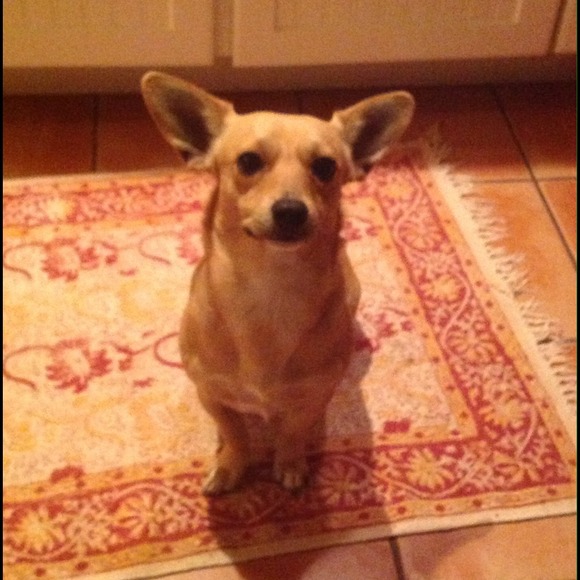 🐾Check out my mommy's closet🐾 - Picture 4 of 4