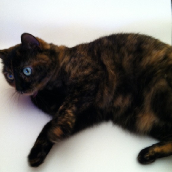 Cat model. Not so much for sale.
