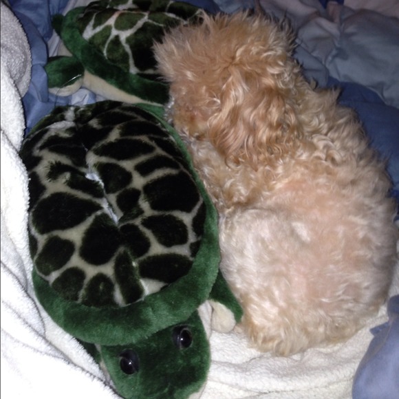 Posh Puppy Poppi with turtle slippers