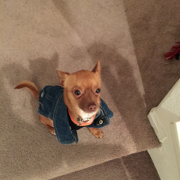 ✻🙋🏻✻Meet your Posher - Picture 4 of 4