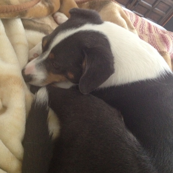 🐶 Jessi isn't for sale shes my best gal