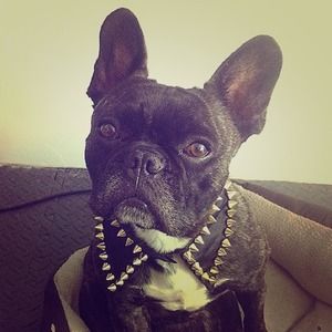 Collar not the frenchie! Silk collar with spikes!