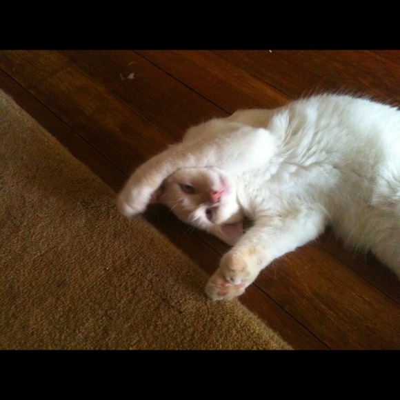 The incorrigible seven-toed Sammi