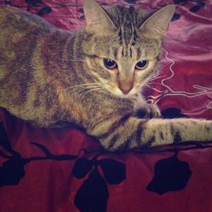 My precious Bengal kitty girl - Tabasco!  <3