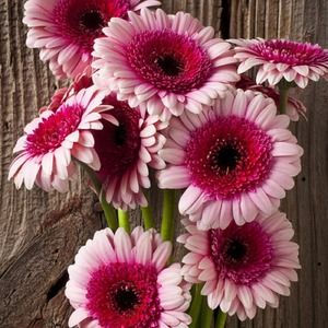 Have a beautiful day <3