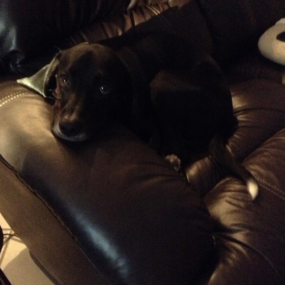 A sweet puppy