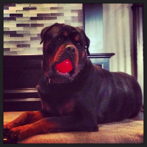 ☝☝MEET THE SELLER & HER KIDS🐶☝☝ - Picture 2 of 4