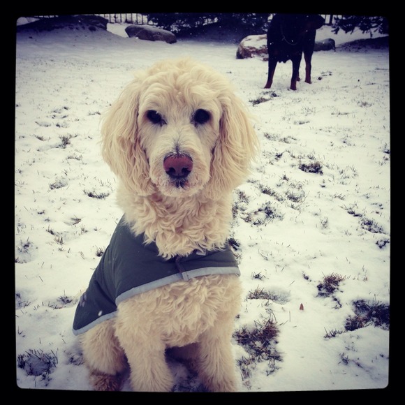 ☝☝MEET THE SELLER & HER KIDS🐶☝☝ - Picture 3 of 4