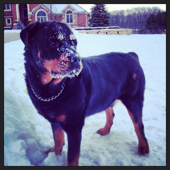 ☝☝MEET THE SELLER & HER KIDS🐶☝☝ - Picture 4 of 4