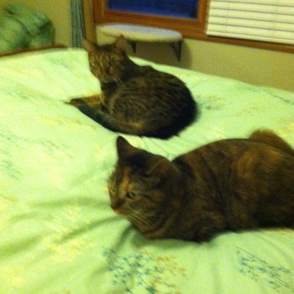 Lazy Katzzzzzzzz !!!