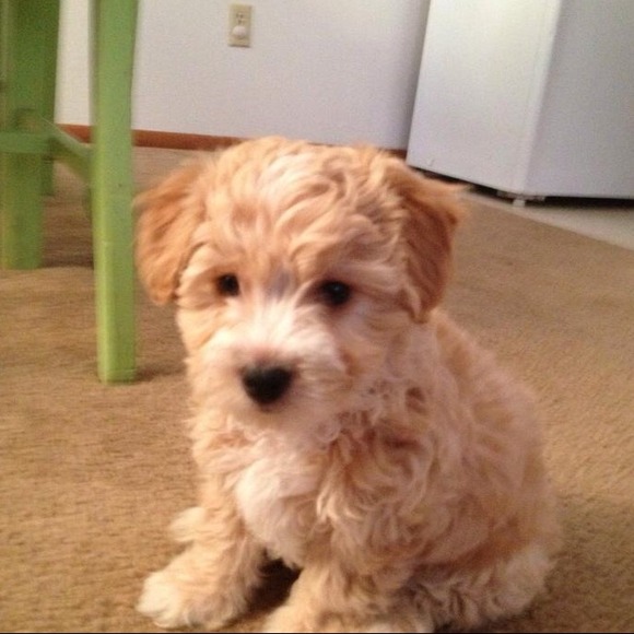 Meet Sidney !
