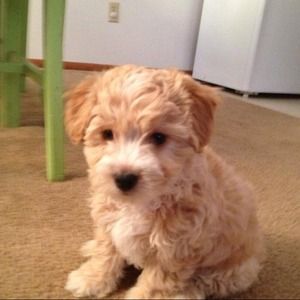 Meet Sidney !
