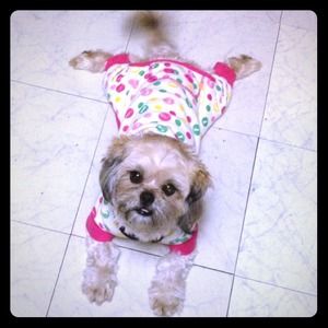 Not for sale! Cutest pups in the whole world!