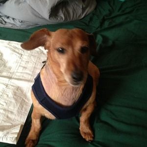 Buy from my mommy! (Dog not for sale)