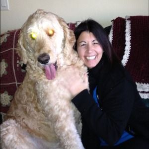 Meet JAKE THE 130 pound Golden doodle.