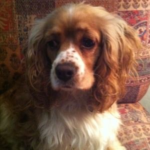 My pup! Not for sale!