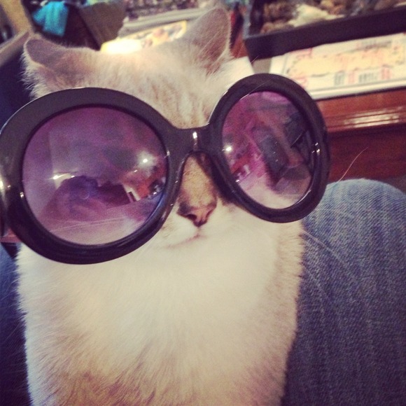 My little Fuzzy Fashionistas >^.^< - Picture 2 of 4