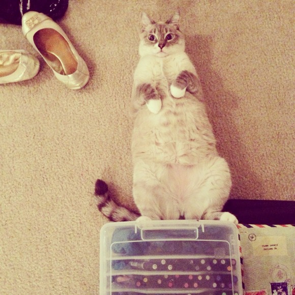 My little Fuzzy Fashionistas >^.^< - Picture 3 of 4