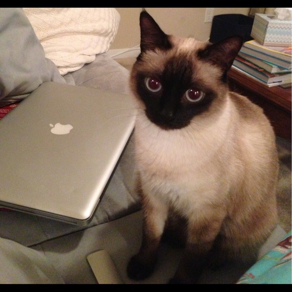 My little Fuzzy Fashionistas >^.^< - Picture 4 of 4