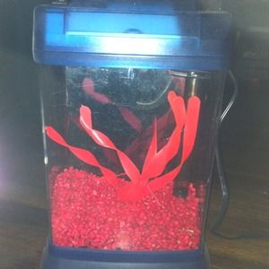Small starter fish tank