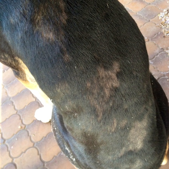 HELP SAVE A LIFE! - Picture 2 of 2