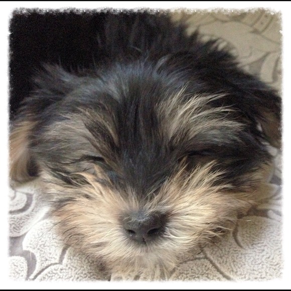 Coco ❤ - Picture 2 of 4